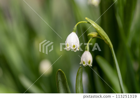 White snowflake flowers blooming in the spring garden 113251319