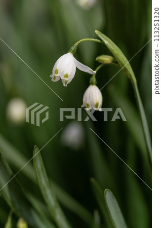 White snowflake flowers blooming in the spring garden 113251320