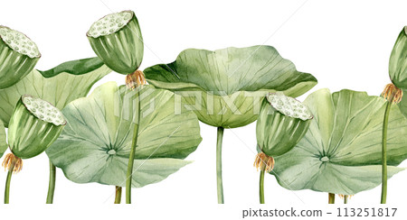 Green lotus leaves and lotus seed head, seamless border with watercolor illustration isolated on white. Asian tropical water lily plant with green and brown seed capsule, for spa and yoga salon, blogs 113251817