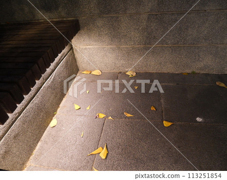 The cement floor had fallen flower petals and the light from the bulbs shines beautifully at night The cement floor had fallen flower petals and the light from the bulbs shines beautifully at night 113251854