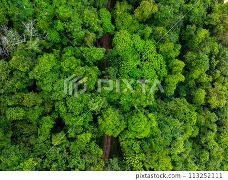 Aerial view Drone camera rainforest trees ecology with healthy environment concept and summer background 113252111
