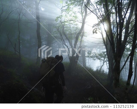 A forest with a fantastic appearance A forest with a fantastic appearance 113252139
