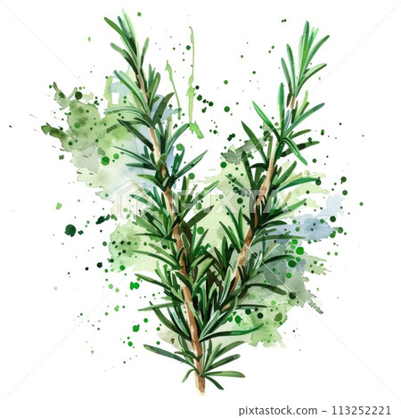 This watercolor creation breathes life into rosemary 113252221