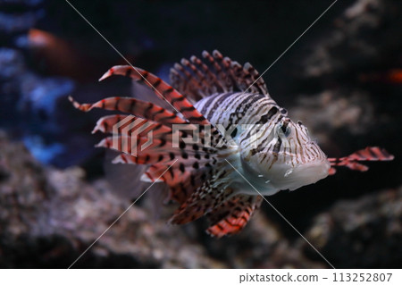 色彩繽紛的蝎子魚 色彩繽紛的蝎子魚 113252807