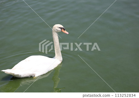 Close up White swan is cute in river 113252834