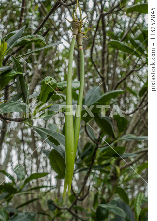 水筆仔 水筆仔 113252845