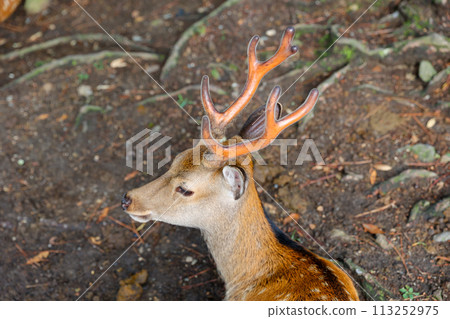 Nara deer Nara deer 113252975