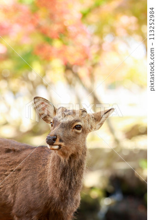 Autumn Nara Autumn deer Autumn Nara Autumn deer 113252984