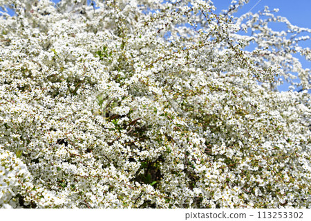 Yukiyanagi（Yukiyanagi） 113253302