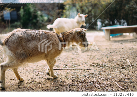 迷你山羊 113253416