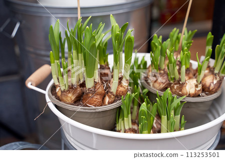 Narcissus aka daffodil shoots or seedlings for sale in a flower shop Narcissus aka daffodil shoots or seedlings for sale in a flower shop 113253501