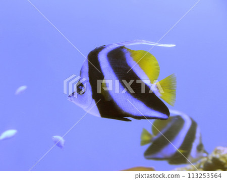 Grouper Redfish Grouper Redfish 113253564