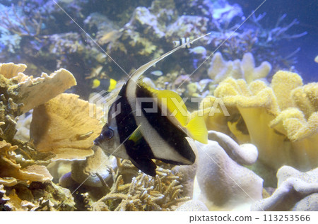 Grouper Redfish Grouper Redfish 113253566