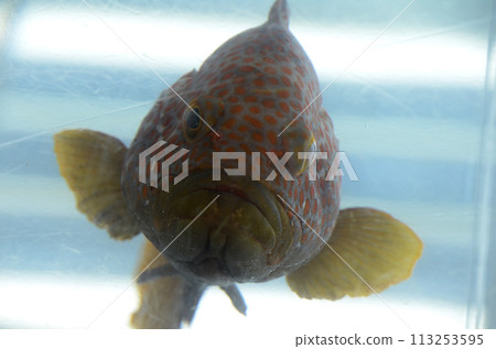 Affiliation Affiliation 113253595