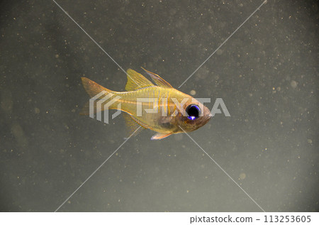Threadfin cardinalfish 113253605
