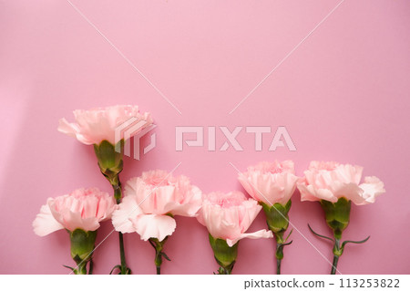 Beautiful pink carnation on pink background, mother's day flower background Beautiful pink carnation on pink background, mother's day flower background 113253822