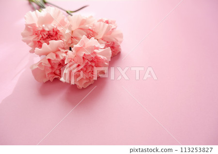 Beautiful pink carnation on pink background, mother's day flower background Beautiful pink carnation on pink background, mother's day flower background 113253827