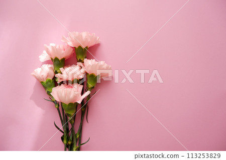 Beautiful pink carnation on pink background, mother's day flower background Beautiful pink carnation on pink background, mother's day flower background 113253829
