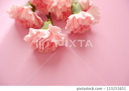 Beautiful pink carnation on pink background, mother's day flower background Beautiful pink carnation on pink background, mother's day flower background 113253831