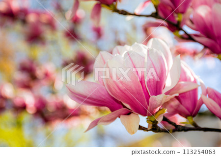 pink flowers of magnolia soulangeana tree in bloom. beautiful natural background in spring pink flowers of magnolia soulangeana tree in bloom. beautiful natural background in spring 113254063