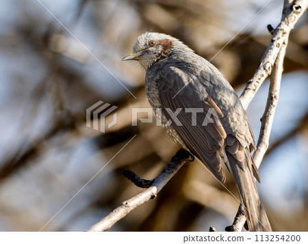 布朗有耳的bulbulous在樹分支 布朗有耳的bulbulous在樹分支 113254200