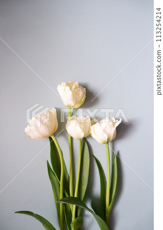 White tulips, freshly colored tulips 113254214