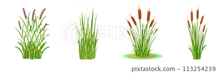 Elements of grass and cattail with reeds on a white background. Tall aquatic vegetation. Elements of grass and cattail with reeds on a white background. Tall aquatic vegetation. 113254239