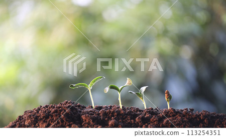 four sprout growing under sunlight macro close up small plant planting 113254351
