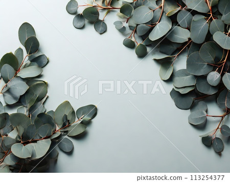 Eucalyptus branches on light background, flat lay. Space for text 113254377