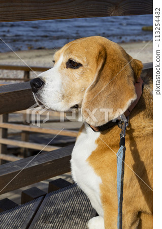 The beagle dog is out for a walk in the spring outdoors, waiting for the owner. 113254482