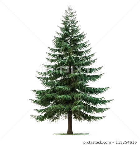 Spruce isolated on a white or transparent background. Spruce tree with green leaves close-up, front view. Graphic design element on the theme of nature and caring for trees. Spruce isolated on a white or transparent background. Spruce tree with green leaves close-up, front view. Graphic design element on the theme of nature and caring for trees. 113254610