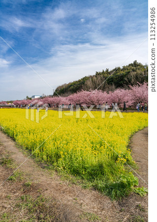 Landscape of the rapeseed flower field and cherry blossoms of Kawazu-zakura at Higashidaiyama in Hamamatsu City (Shizuoka Prefecture) 113254986