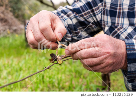 Farmer performs tying of shoots in the vineyard in winter. Agriculture. Farmer performs tying of shoots in the vineyard in winter. Agriculture. 113255129