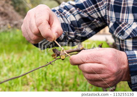 Farmer performs tying of shoots in the vineyard in winter. Agriculture. 113255130