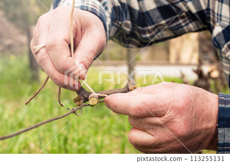 Farmer performs tying of shoots in the vineyard in winter. Agriculture. Farmer performs tying of shoots in the vineyard in winter. Agriculture. 113255131