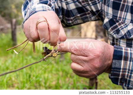 Farmer performs tying of shoots in the vineyard in winter. Agriculture. 113255133