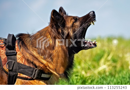 Long haired german shepherd aggressively grinds Long haired german shepherd aggressively grinds 113255243