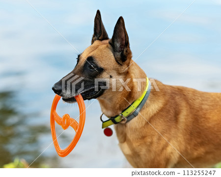 Belgian shepherd Malinois with orange toy disk 113255247