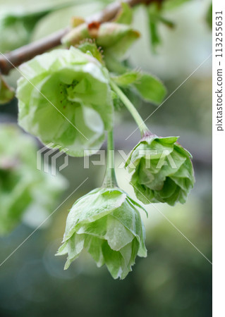 A close-up image of the buds of the Goiyozakura cherry tree that will soon bloom - 3:2 version 113255631