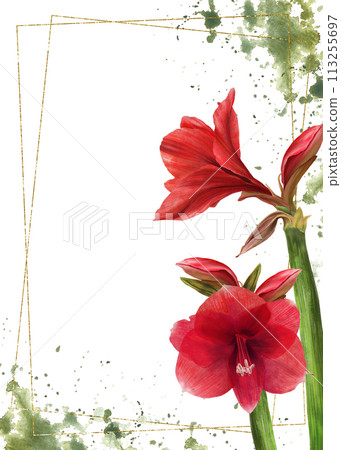 Red amaryllis flowers, stems, buds with gold frame on watercolor green stains background. Hippeastrum plant template. Hand drawn digital watercolor illustration Floral clipart for card print Isolated 113255697