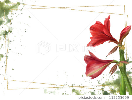 Red amaryllis flowers, stems, buds with gold frame on watercolor green stains background. Hippeastrum plant template. Hand drawn digital watercolor illustration Floral clipart for card print. Isolated 113255699