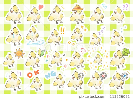 可愛的玄鳳鸚鵡插圖集 可愛的玄鳳鸚鵡插圖集 113256051