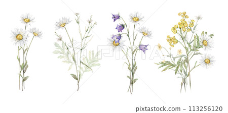 Watercolor botanical set of bouquets of summer meadow flowers. Hand drawn illustration of Chamomile and little violet bell. Yellow tansy and white daisy and blue bluebell on isolated background. 113256120