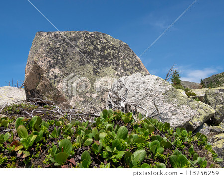 Large granite boulder on a green lawn Large granite boulder on a green lawn 113256259