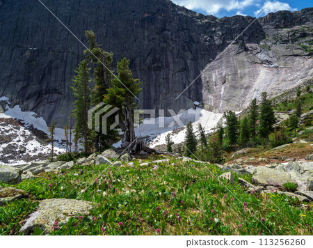 Mighty cedars on a summer mountain meadow Mighty cedars on a summer mountain meadow 113256260