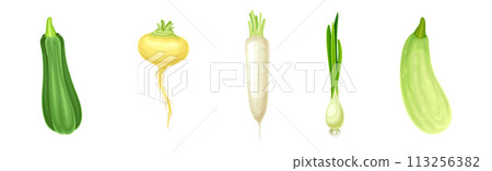 Ripe and Fresh Garden Vegetable and Veggie Harvest Vector Set 113256382