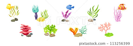 Sea Coral as Underwater Ocean Bottom Object Vector Set 113256399