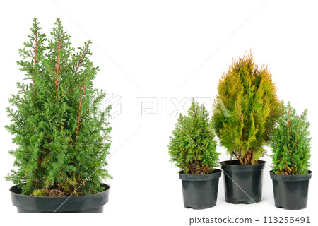 Thuja garden bush and cypress in a pots isolated on white. There is free space for text. Collage. Thuja garden bush and cypress in a pots isolated on white. There is free space for text. Collage. 113256491