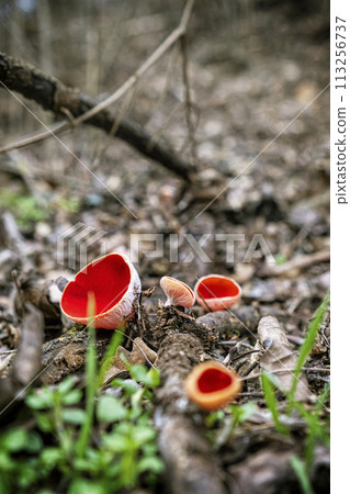 Scarlet elf cup, seasonal natural scene, Slovakia 113256737