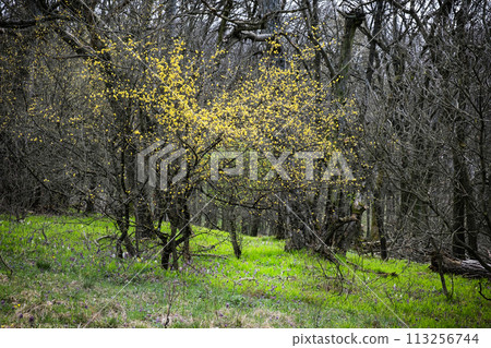 Springtime in the forest, Zobor, Slovakia, seasonal natural scene Springtime in the forest, Zobor, Slovakia, seasonal natural scene 113256744